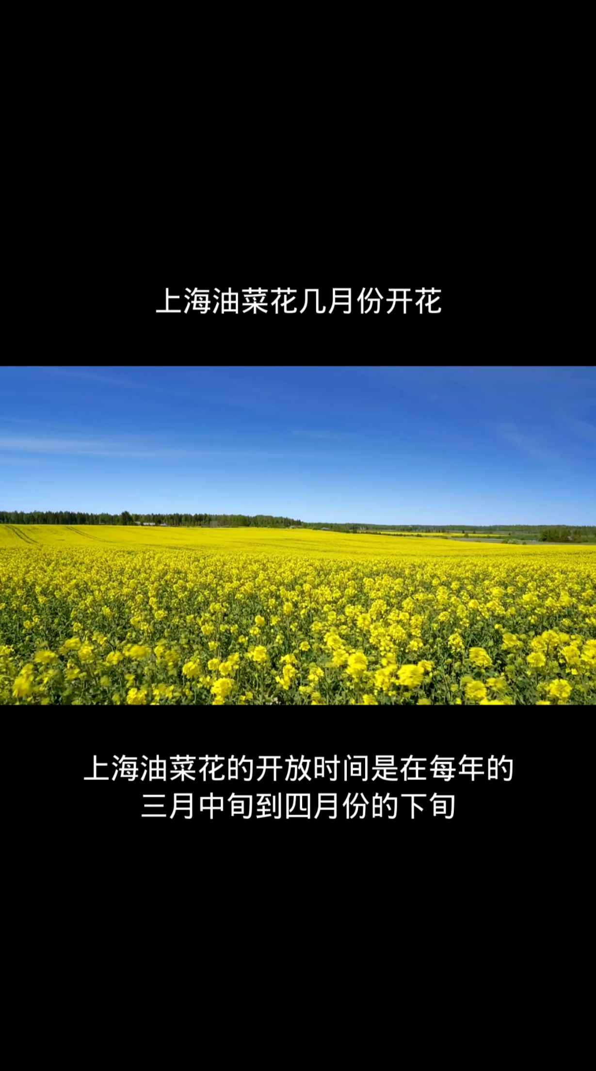 上海油菜花几月份开花