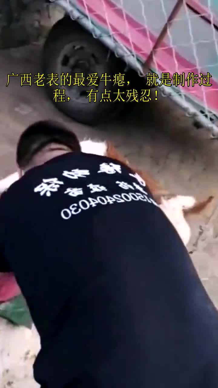 广西老表的最爱牛瘪,就是制作过程,有点太残忍!