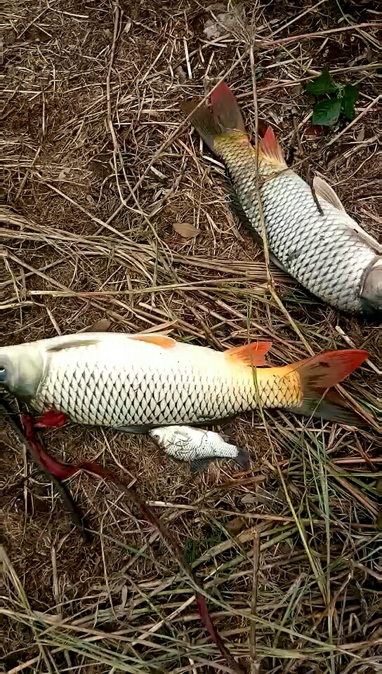 长江野生鲤鱼