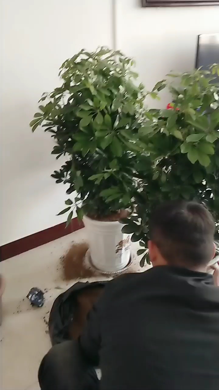 添置了新盆景,多肉植物防辐射