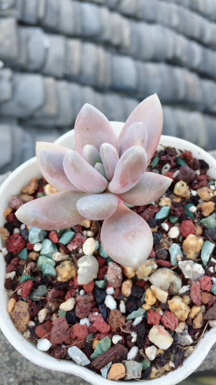 奥古斯都