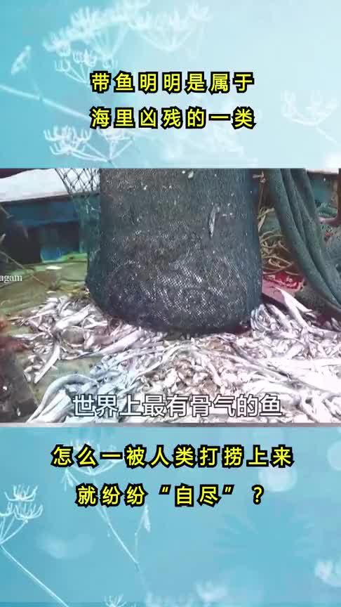 带鱼明明是属于海里凶残的一类,怎么一被人类打捞上来就纷纷“自尽”了呢!