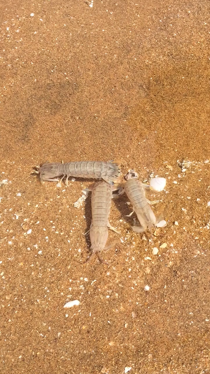 #黑暗料理之王#皮皮虾我们有大家都是好朋友