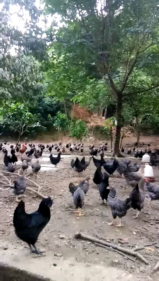 芦花鸡?你们知道吗?高档土鸡