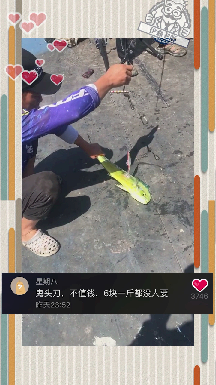 这是深海的鬼头刀鱼,这鱼再放回海里也不一定能活了