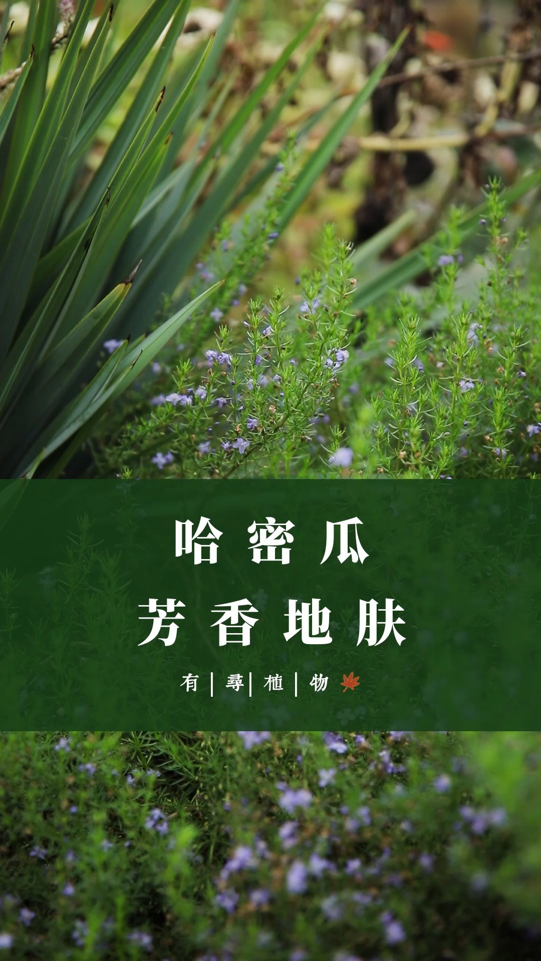 #有寻植物#哈密瓜芳香地肤