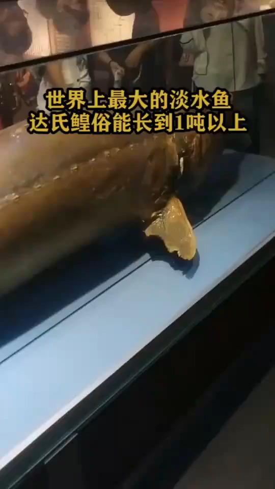 #搞笑视频#世界上最大淡水鱼达氏鳇俗能长到1吨以上1761