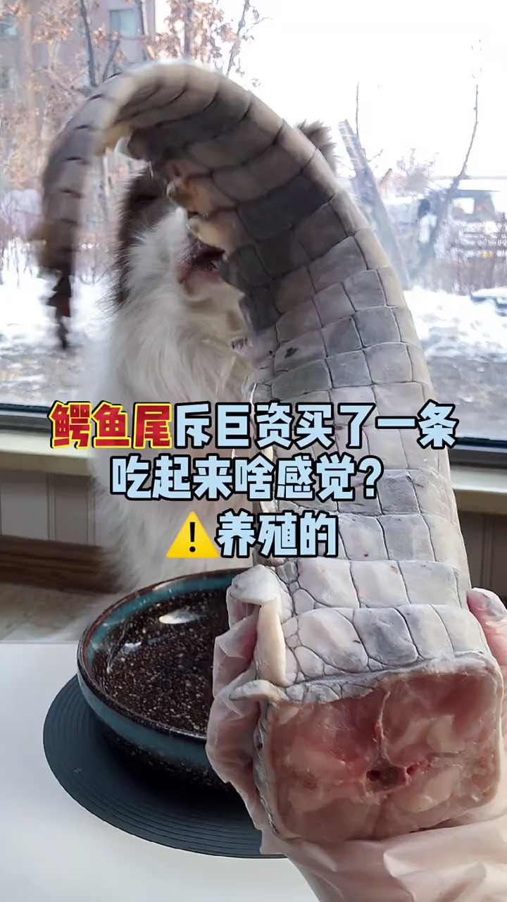#狗狗#好大一条鳄鱼尾,今日尝尝～