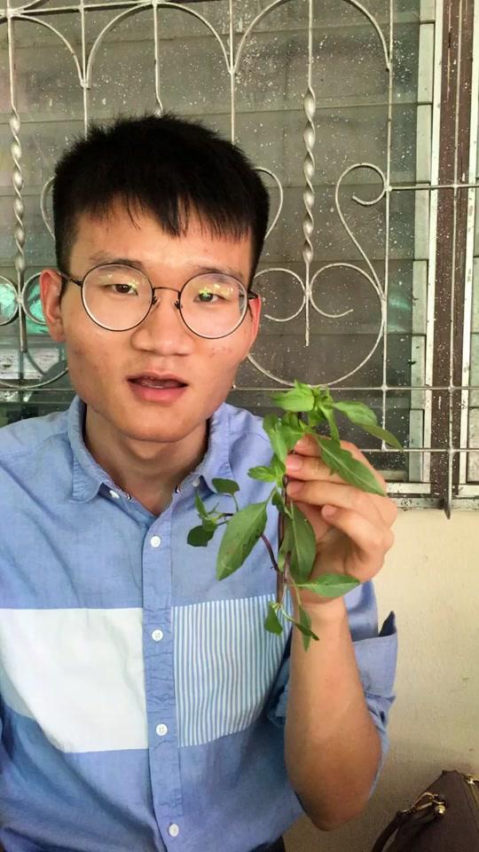 泰国的罗勒叶,有独特的气味。生吃,煮汤,煮火锅,都好吃 卜泰泰