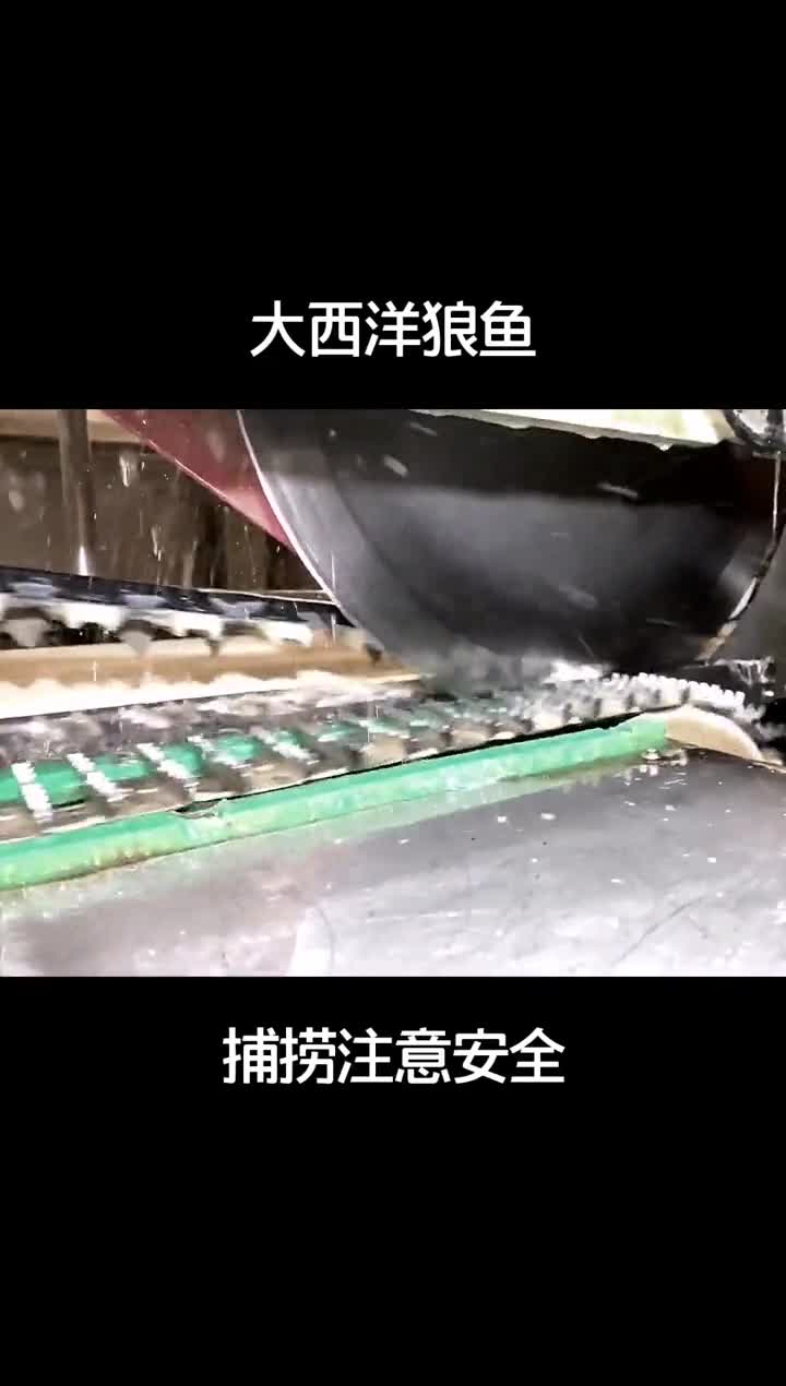 提醒各位渔民,遇到此鱼注意安全,虽然只剩头部,仍不能掉以轻心@全民小视频