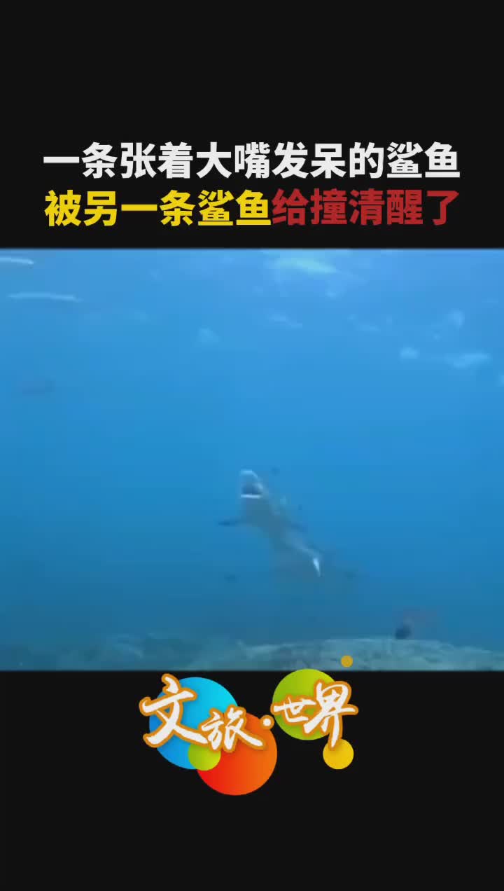 这像极了上课打盹的我被同桌喊醒的样子 鲨鱼 海底世界