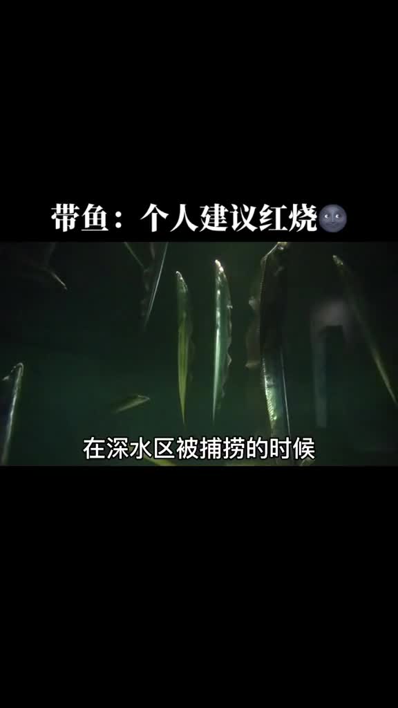 为什么买不到过带鱼?这一点也不影响我吃红烧带鱼。#动物世界#带鱼#鱼