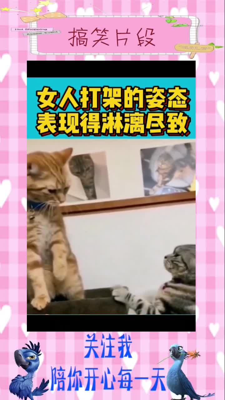 女人打架的精髓都被猫学去了,表现的淋漓尽致,哈哈哈!,搞笑视频