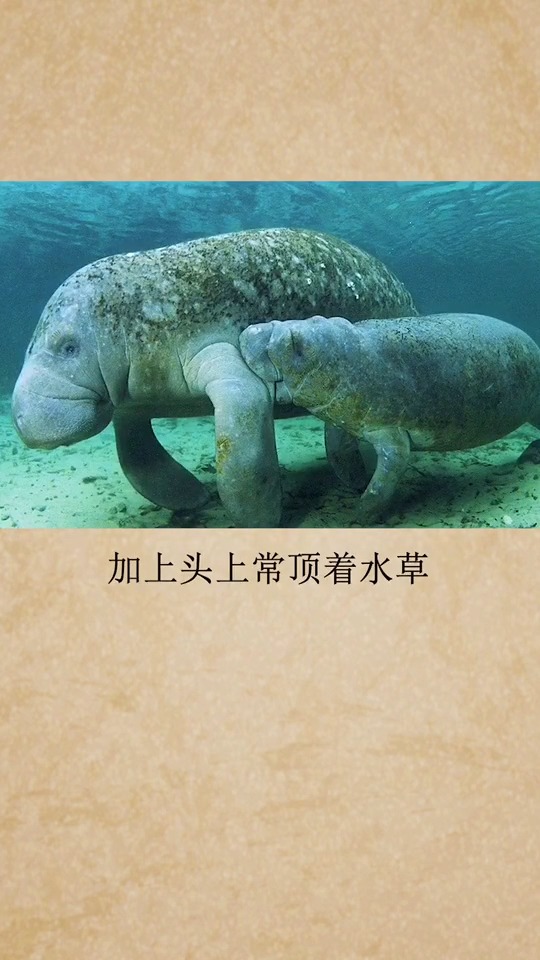 #奇闻趣事抢先看#你敢相信美人鱼真的存在吗?