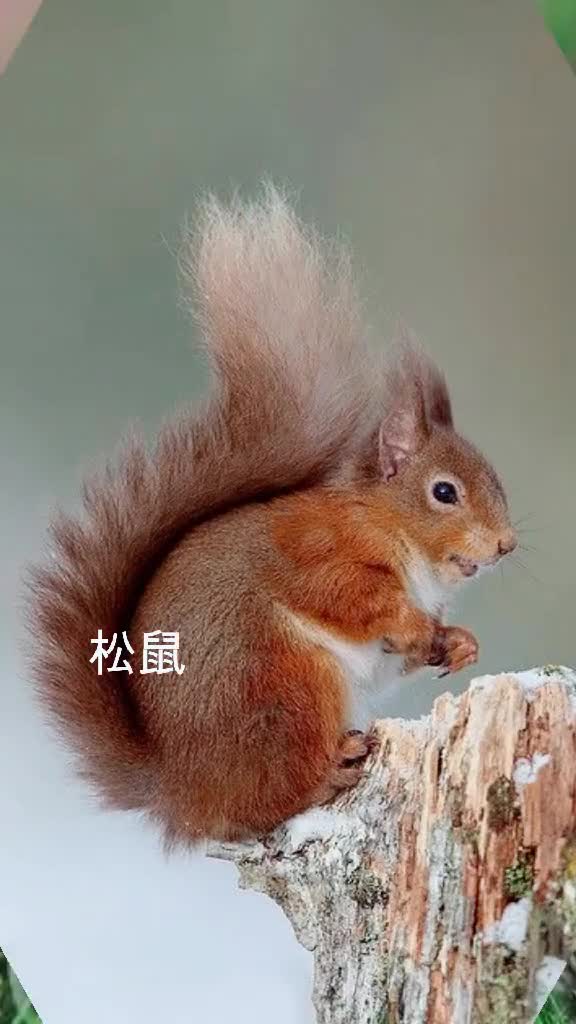 动物尾巴的作用