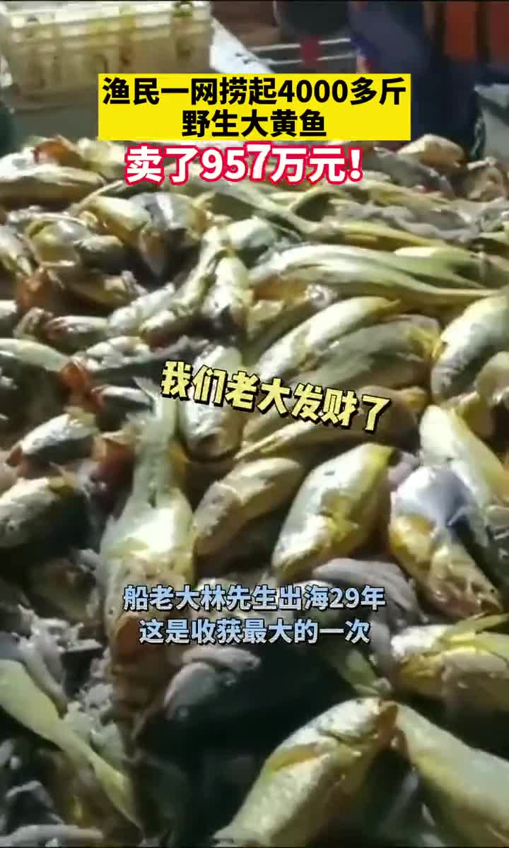大收获!浙江一渔民捞了一网野生大黄鱼,卖了957万