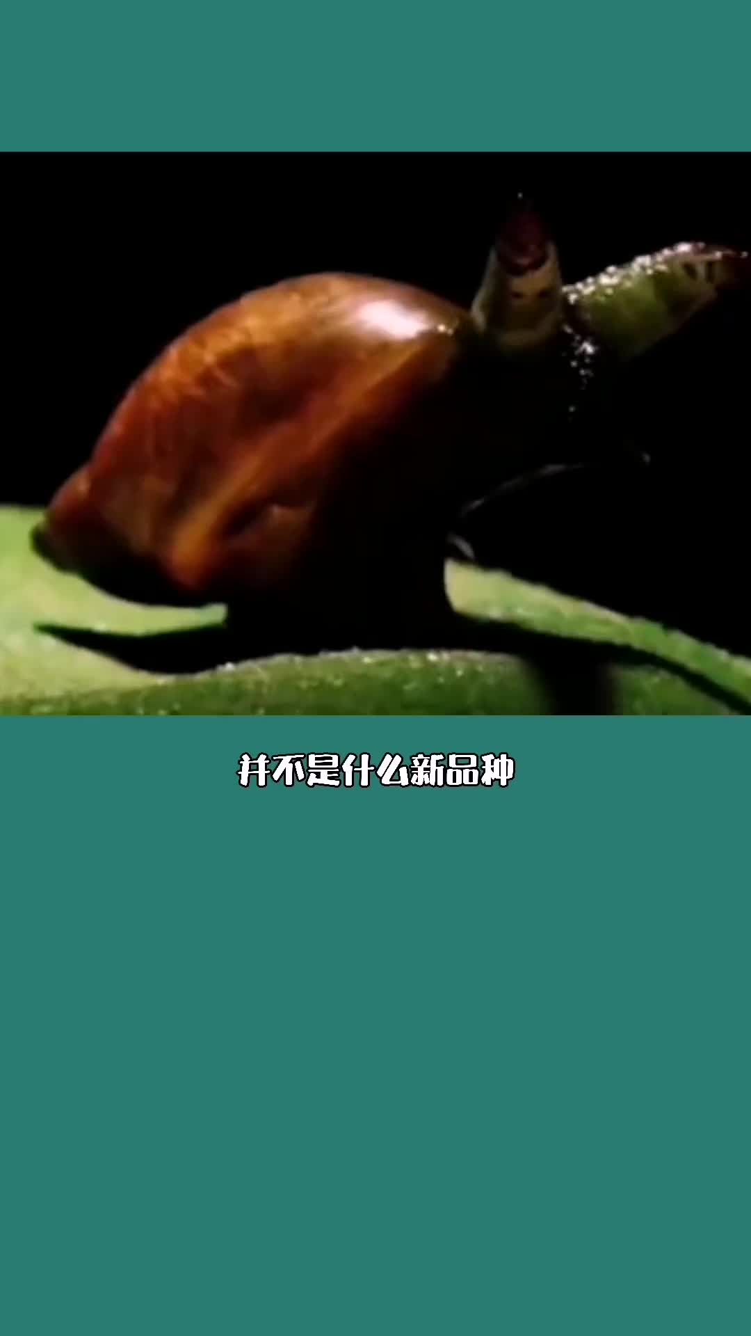 可怕的僵尸蜗牛