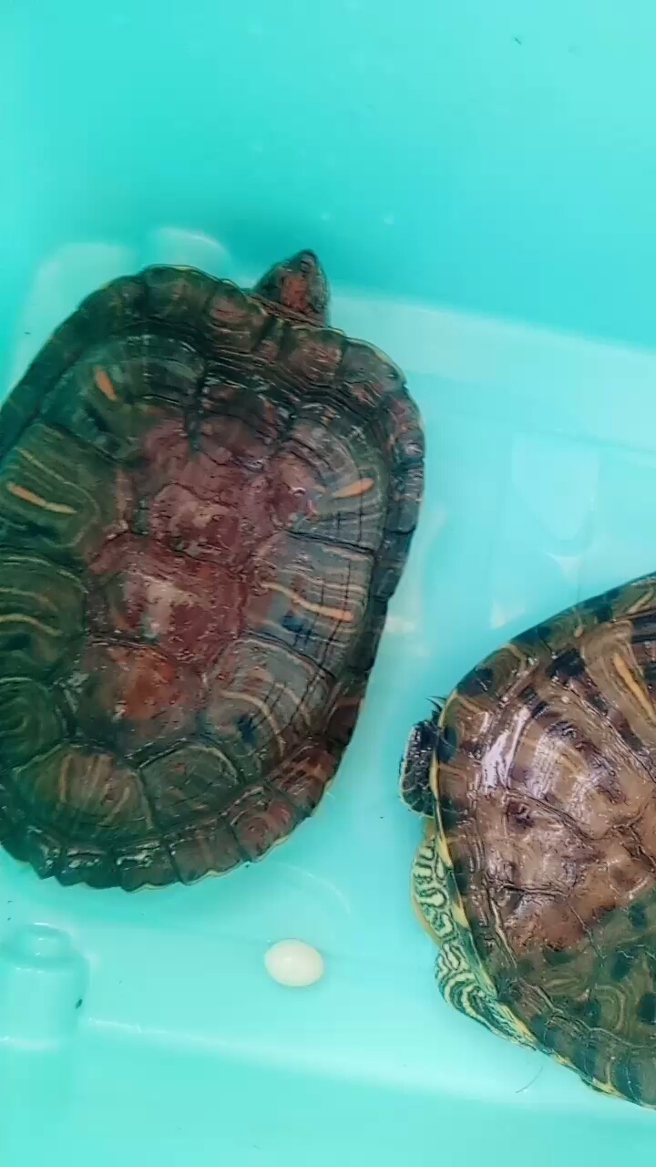 小乌龟下蛋了