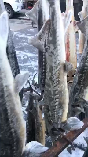 #全民正能量#鲟鳇鱼的营养价值最高