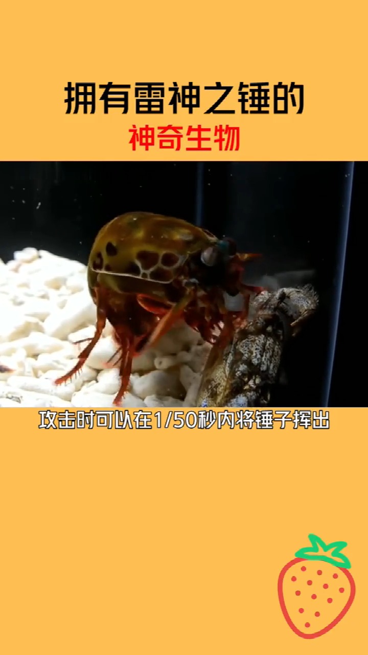 #百科知识#拥有雷神之锤的神奇生物