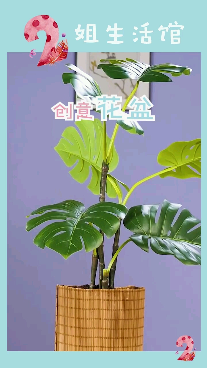 二姐生活馆寿司席子包在花盆上这是什么意思