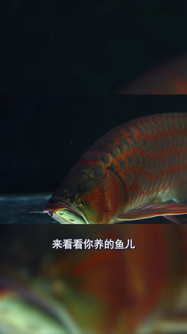 鱼的寿命最长能活多少年  