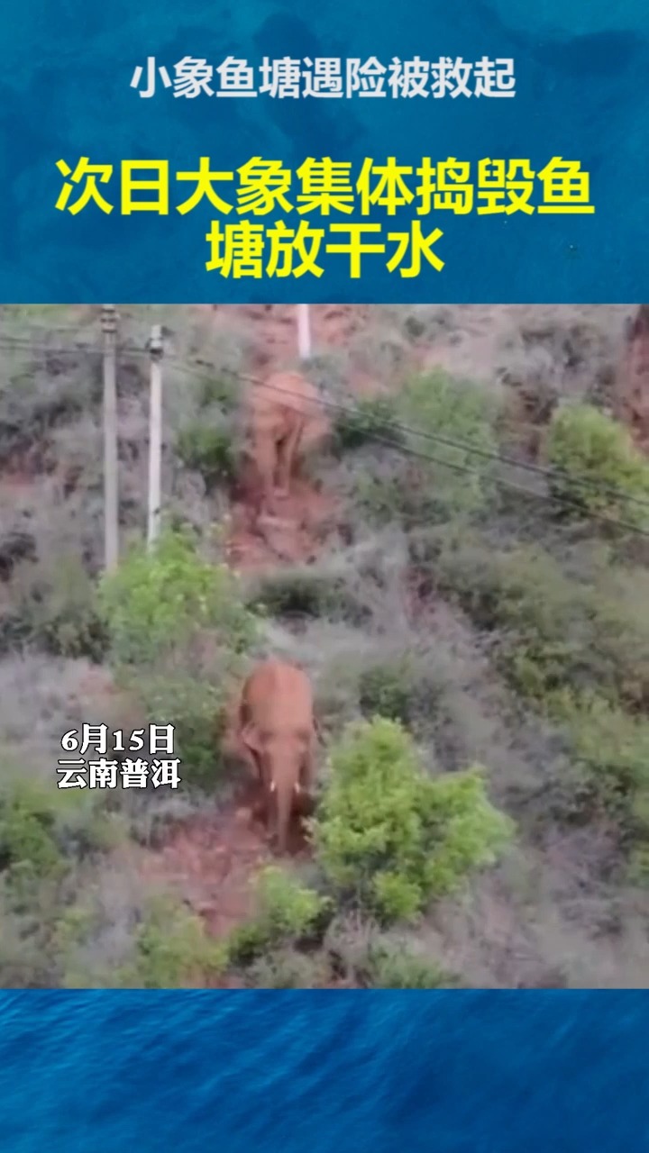 #社会新闻#小象鱼塘遇险被救起,次日大象集体捣毁鱼塘放干水