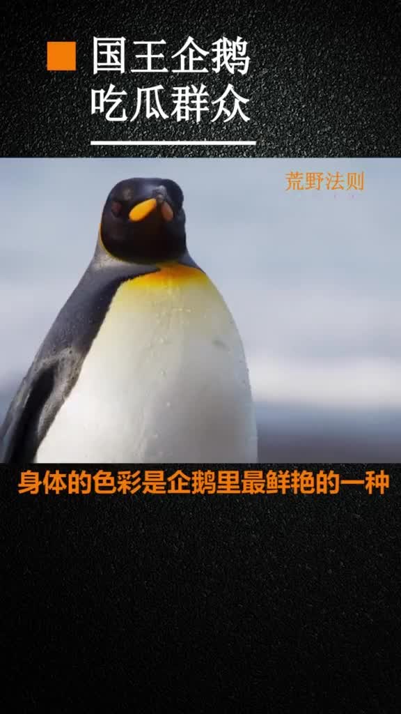 吃完瓜后,国王要换新衣了!(上)