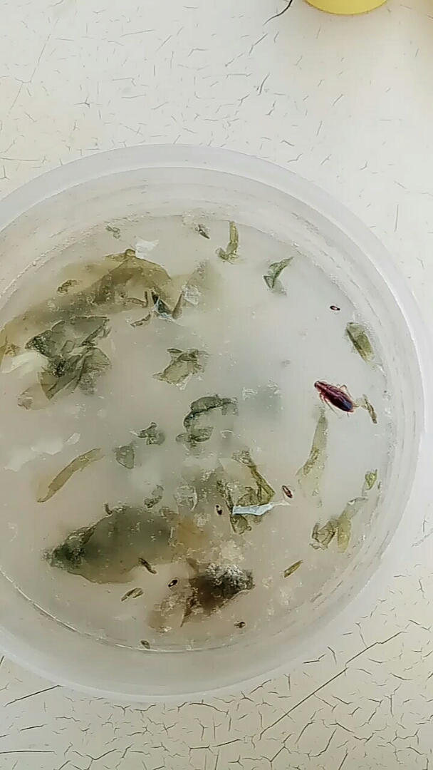 免费提供的蛋花紫菜汤,竟然有一个大虫子四个小 虫子,恶心!