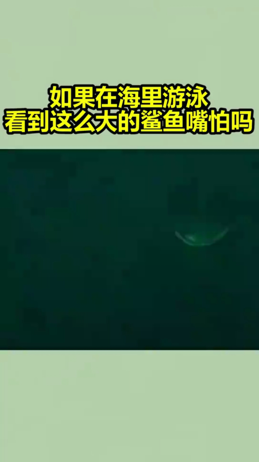 如果在海里游泳,看到这么大的鲨鱼嘴怕吗