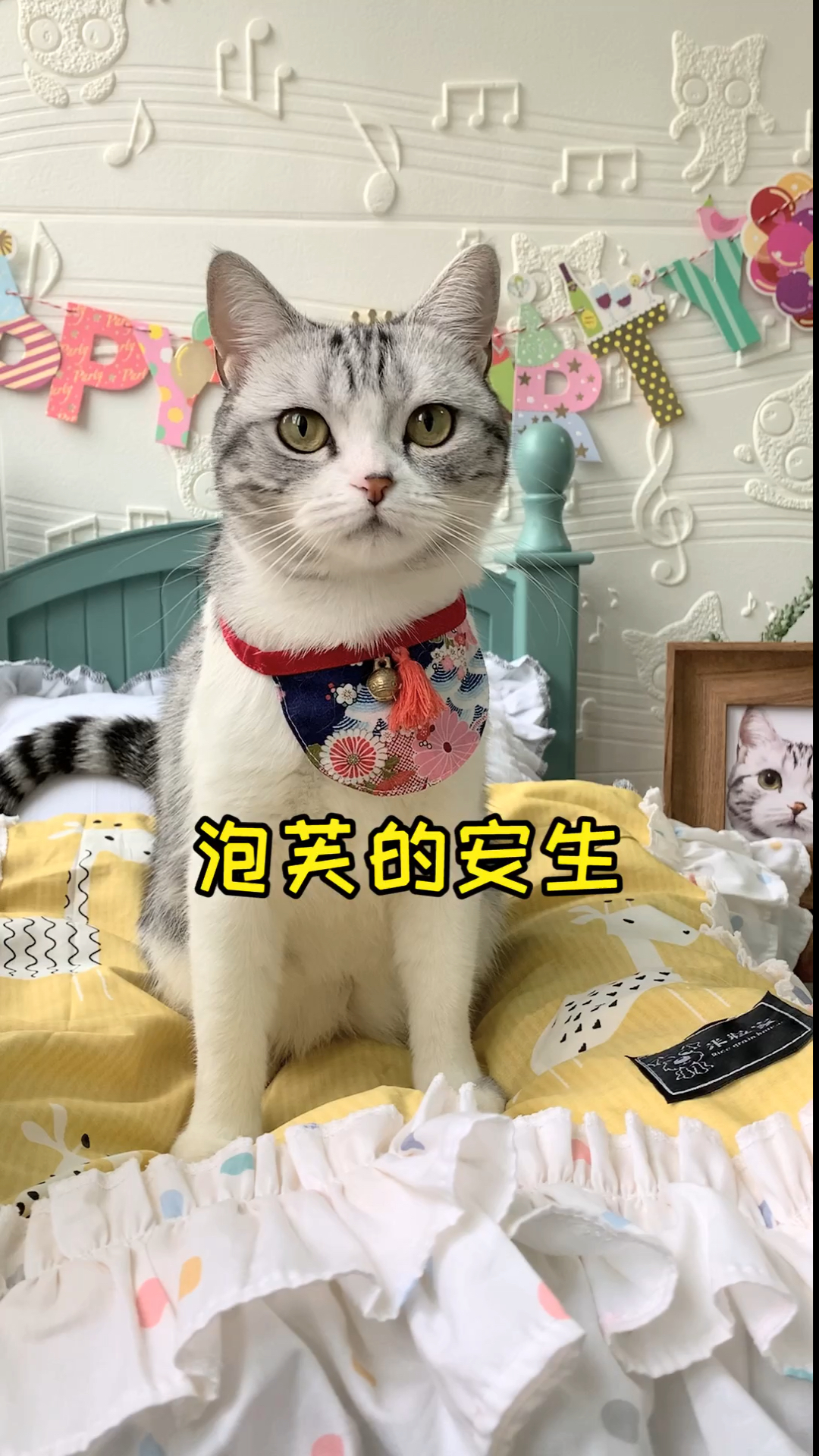 #家有猫咪#泡芙收到正式求婚了 以后要和安生相亲相爱～