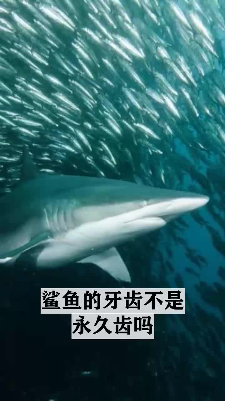 鲨鱼的牙齿不是永久齿吗