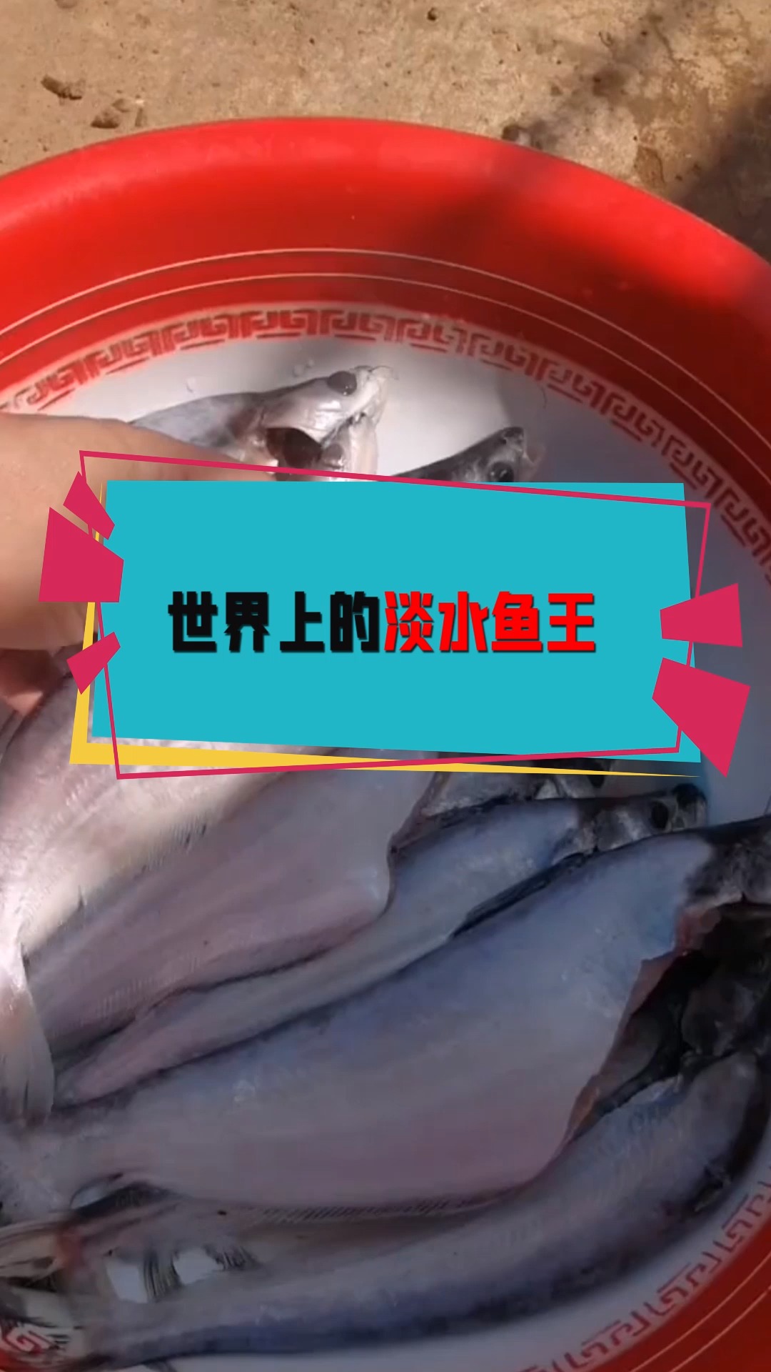 #奇闻趣事抢先看#世界级淡水鱼王,在国外可达2米长,到中国却活不过“童年”