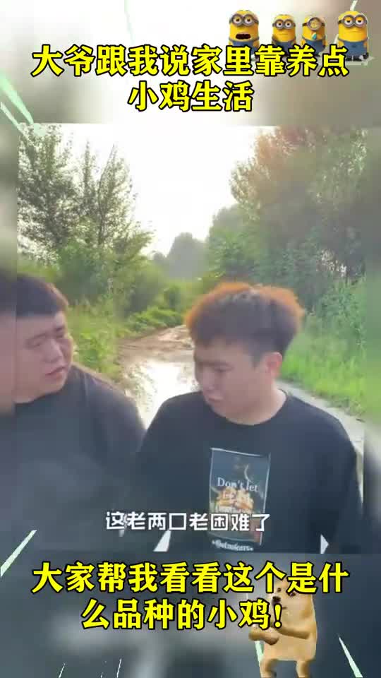 大爷跟我说家里靠养点小鸡生活,大家帮我看看这个是什么品种的小鸡!
