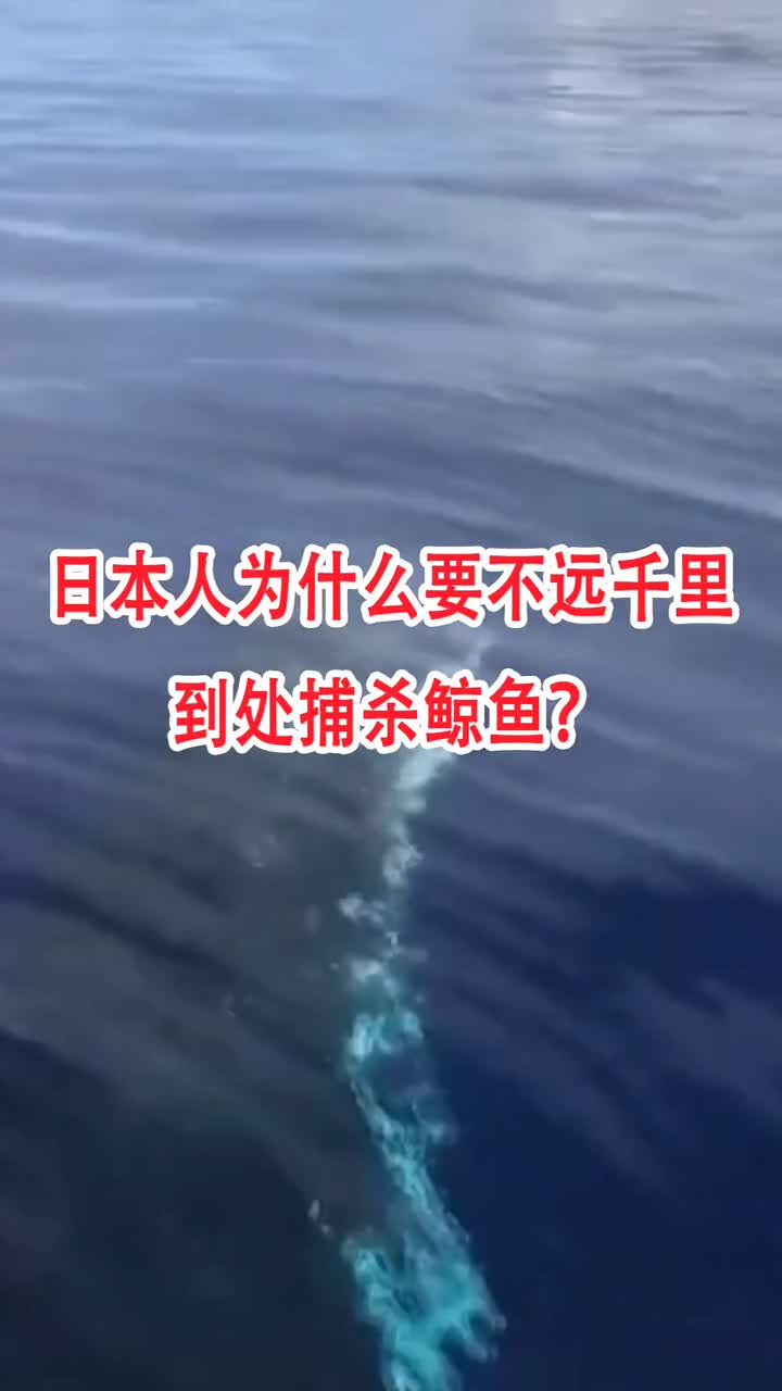 日本人为什么要不远千里到处捕杀鲸鱼?