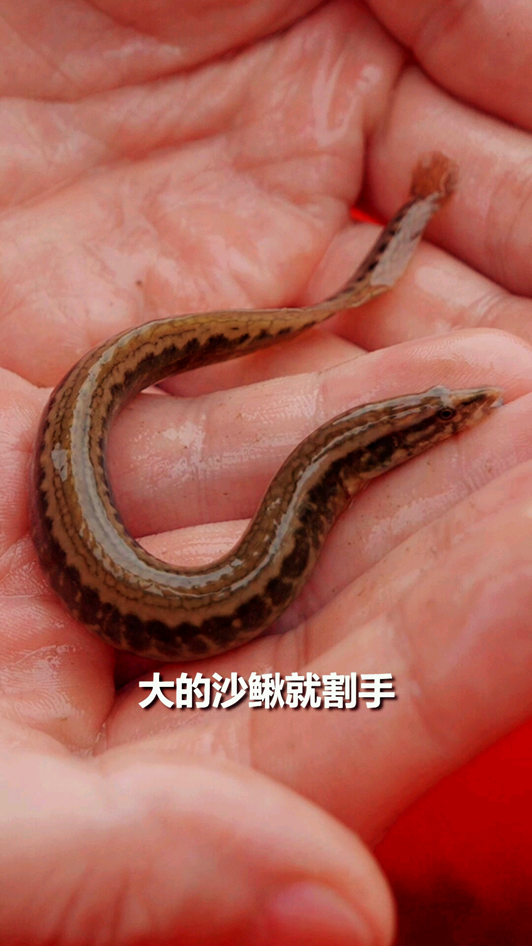 #美食#最牛捕鱼不放鱼饵,视频中像蛇一样的鱼,你能叫出名字吗?