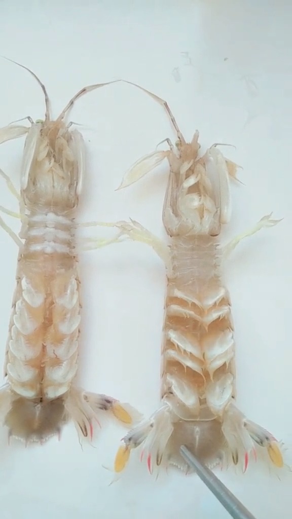 #美食#教你怎么辨别虾爬子公母