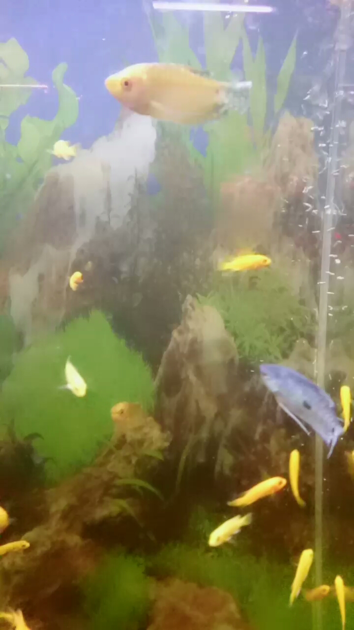 闪电鱼