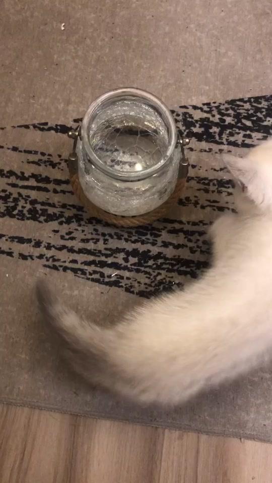#一起来玩 #小猫咪 #小可爱 #斗鱼 #银渐层 来见见#新朋友 #出来玩出来玩