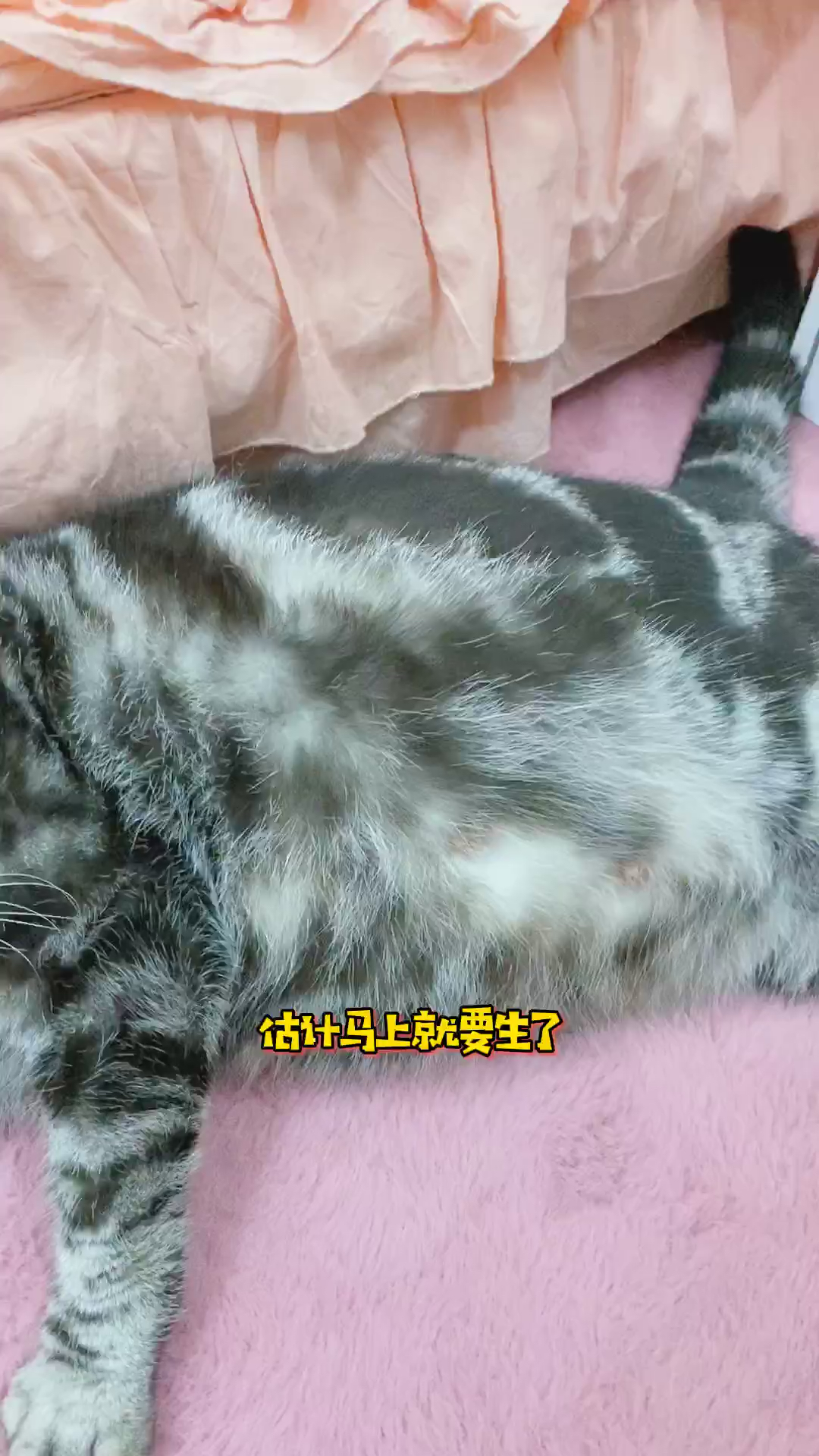 #猫#我们一起期待小汤圆的出生吧
