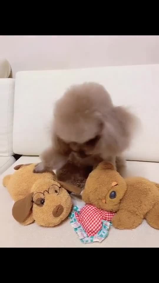 3只小黄狗谁最可爱?