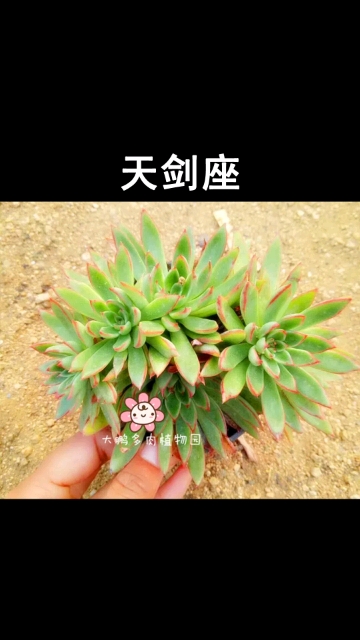 天剑座