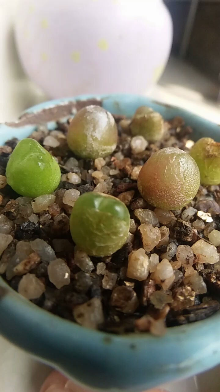 毛汉尼和灯泡