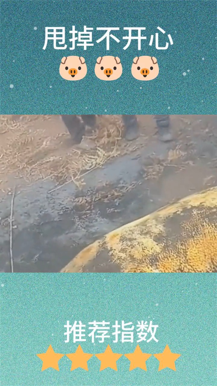 整只猪直接烤,在猪肉价格飙升的时候,能这么吃的都是土豪!