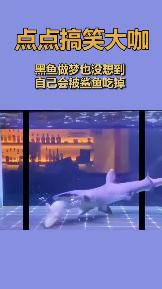 黑鱼做梦也没想到,自己会被鲨鱼吃掉