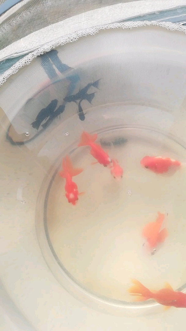 狮子头鱼