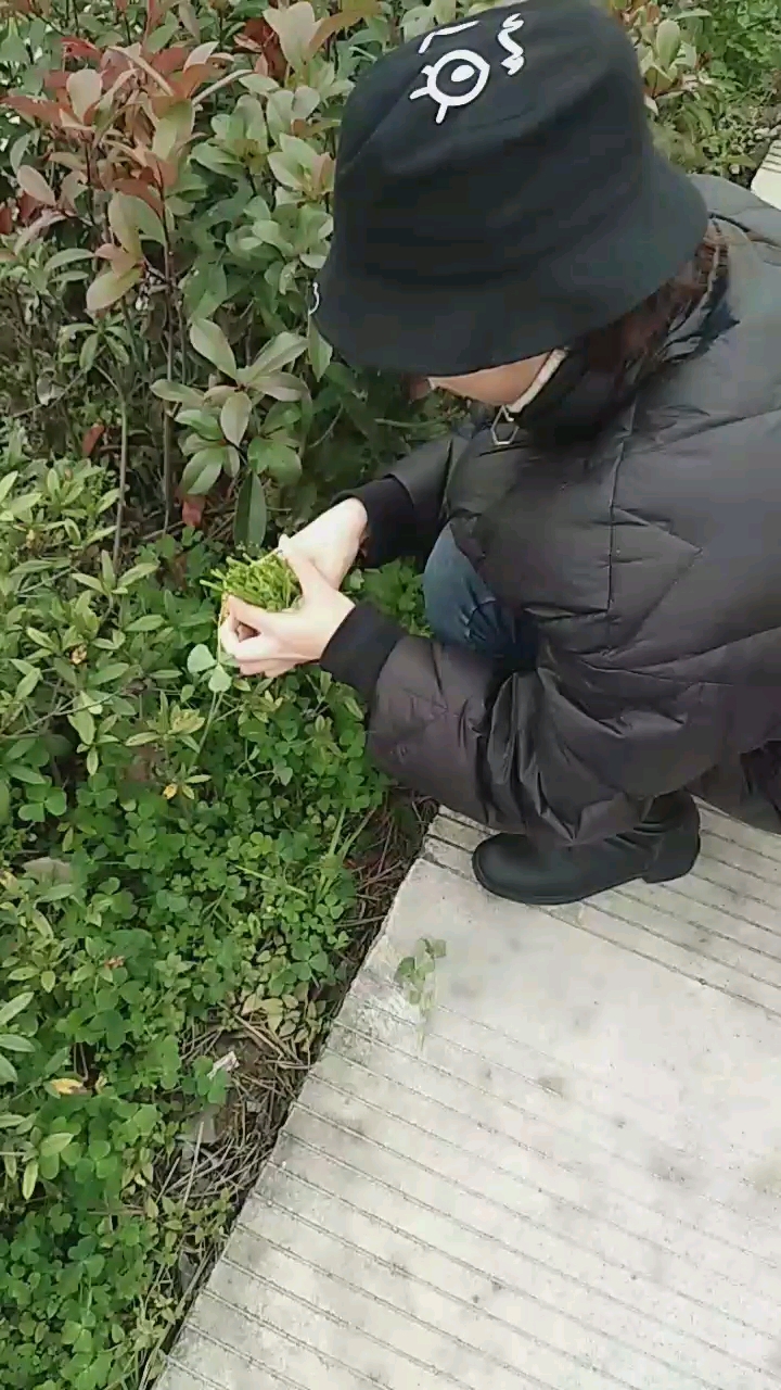 这草摘过来可以炒年糕吃