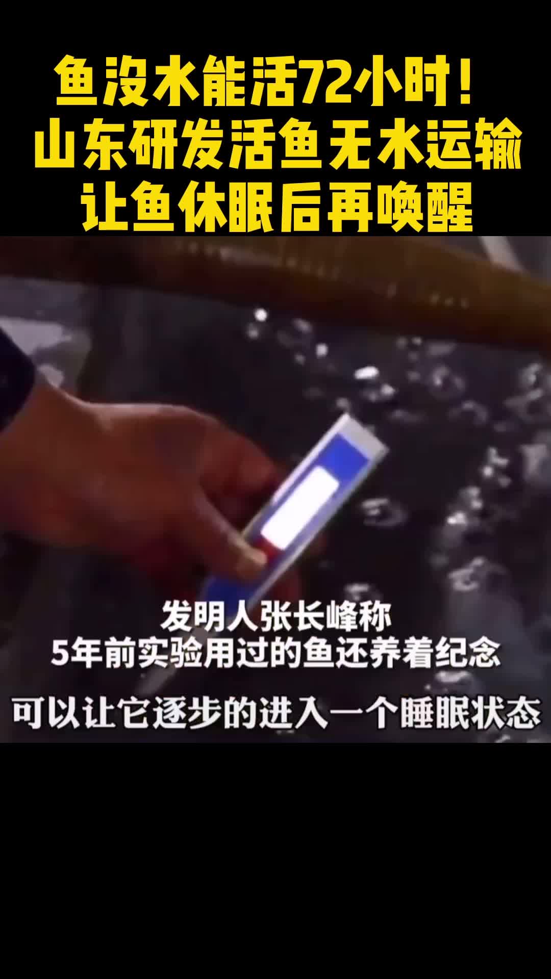 鱼没水能活72小时!山东研发活鱼无水运输,让鱼休眠后再唤醒