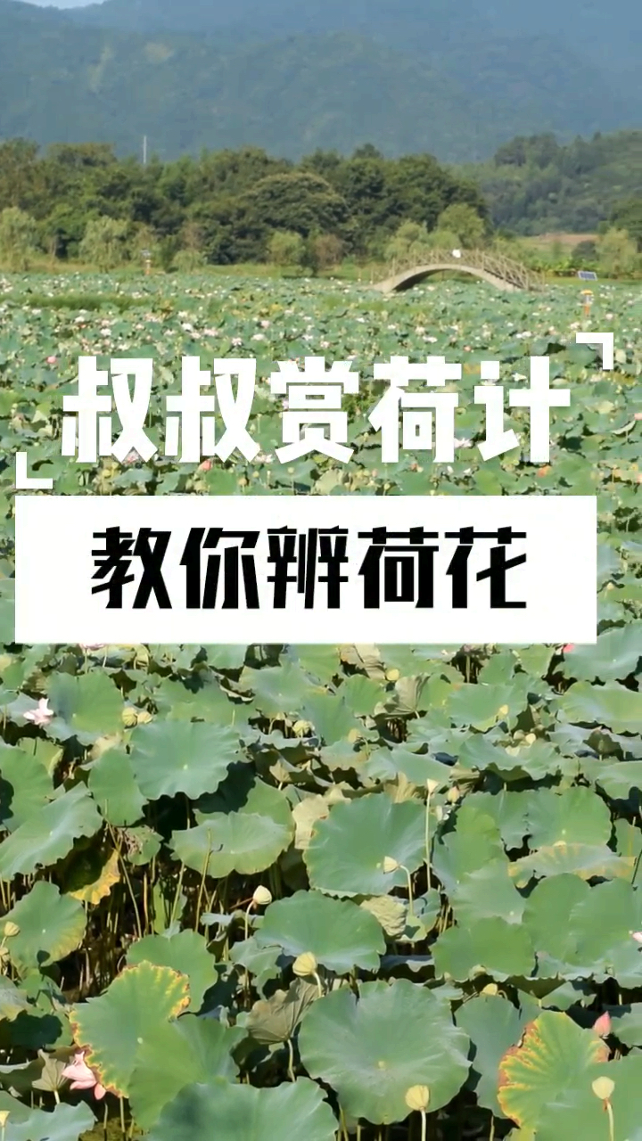 荷花品种你认识几个?