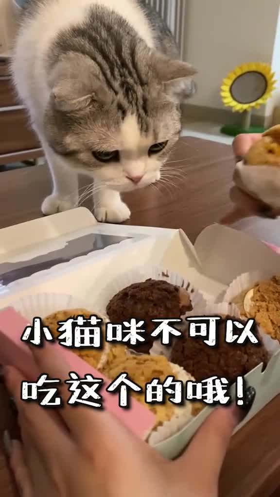 的沙雕乐园芙妈吃着泡芙,泡芙竟然当场上厕所…好在泡芙自动猫砂盆封闭除臭!泡芙自动猫砂盆